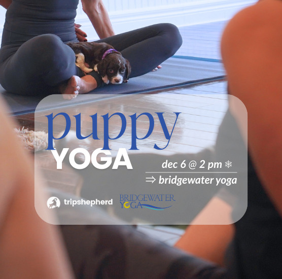 Puppy Yoga